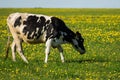 Cow on flower meadow. Royalty Free Stock Photo